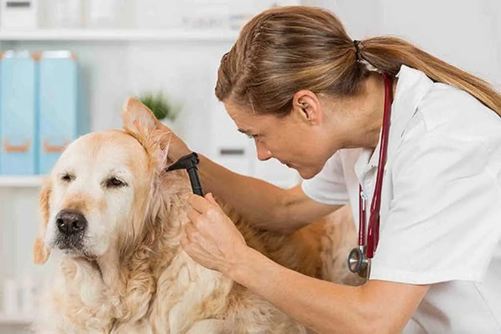 Viêm Tai Ở Chó Mèo Và Cách Phòng Ngừa Bệnh Hiệu Quả
